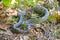 Rat snake poised to strike