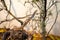 Rat snake on a rock, trying to crawl on dry twigs