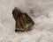 Rat Stock Photo and Image. Brown rat head close-up in the opening of its burrow den in winter season foraging for food in its