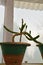Rat Tail potted Cactus outdoors on the blur background of bright green foliage