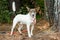 Rat Terrier Cattledog mixed breed dog