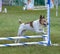 Rat Terrier at Dog Agility Trial