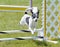 Rat Terrier at Dog Agility Trial