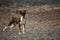 Rat Terrier dog on gravel road