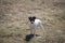 Rat Terrier farm puppy