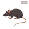 Rat Vector. Rat Isolated On White Background. Rat Vector Disease.