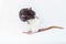 Rat is washing itself with its paws. Spotted rat isolated on white background. Rodent pets. Domesticated rat close up