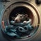 a rat in a washing machine with a blue blanket on it\\\'s front and a yellow button on the front of the machine that says it