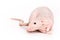 Rat on white background