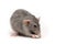 A rat on a white background gnaws a pumpkin seed. Pink ears, black eyes, decorative rat