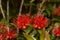 Rata flowers growing at Otira Gorge