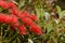 Rata flowers growing at Otira Gorge