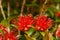 Rata flowers growing at Otira Gorge