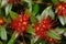 Rata flowers growing at Otira Gorge