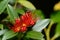 Rata flowers growing at Otira Gorge