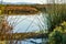 Ratan reed grass on glowing pond with distant grasses and shrubbery