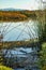 Ratan reed grass on glowing pond with distant grasses and shrubbery