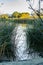 Ratan reed water grass, in pond with reflections and shoreline