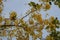 Ratchaphruek, or Thai called the Koon tree, yellow flowers blooming in the summer, beautiful, selective focus, nature outdoors