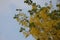 Ratchaphruek, or Thai called the Koon tree, yellow flowers blooming in the summer, beautiful, selective focus, nature outdoors