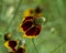 Ratibida columnifera, commonly known as upright prairie coneflower or Mexican hat, at the Fort Worth Botanic Garden, Texas.