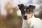 Ratonero Bodeguero Andaluz dog looking at the camera, head portrait,