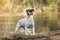 Ratonero Bodeguero Andaluz purebred dog, posing next to the river