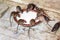 Rats drinking milk in Karni Mata Temple or Rats Temple. Deshnok. Rajasthan. India