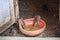 Rats drinking water in Karni Mata Temple or Rats Temple. Deshnok. Rajasthan. India