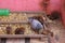 Rats in Shri Karni Mata temple in Deshnoke