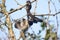 Ratsnake devouring a Mockingbird hanging in a tree