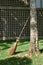 Rattan broom propped against a tree