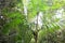 Rattan palm tree growth in forest