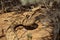 Rattle Snake Finding Shade Under Branches