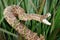 rattle snake in tall grass