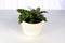 A rattlesnake calathea plant aginst a white background