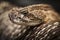 Rattlesnake close up head shot