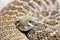 Rattlesnake close-up portrait