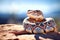rattlesnake coiled on a sunlit rocky surface