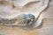 Rattlesnake crotalus close up view.