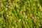 Rattlesnake Grass Briza Maxima field, San Francisco bay area, California