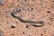 Rattlesnake Great Basin Midget Faded, Crotalus lutosus, dead West Lake Mountain. Baby, venomous toxic pit viper. Utah