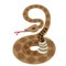 Rattlesnake. Illustrations for gaming applications design for teaching aids