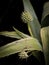 Rattlesnake Master Plant, Eryngium Yuccifolium