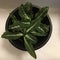 Rattlesnake plant