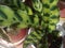 Rattlesnake plant, Goeppertia insignis syn. Calathea lancifolia