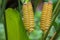 Rattlesnake Plant with yellow flower Calathea crotalifera in t