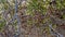 Rattlesnake in tumbleweed, Death Valley