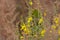 Rattleweed or shak-shak or  Rattlebox or wedge-leaf  Crotalaria retusa