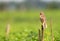 Rattling Cisticola